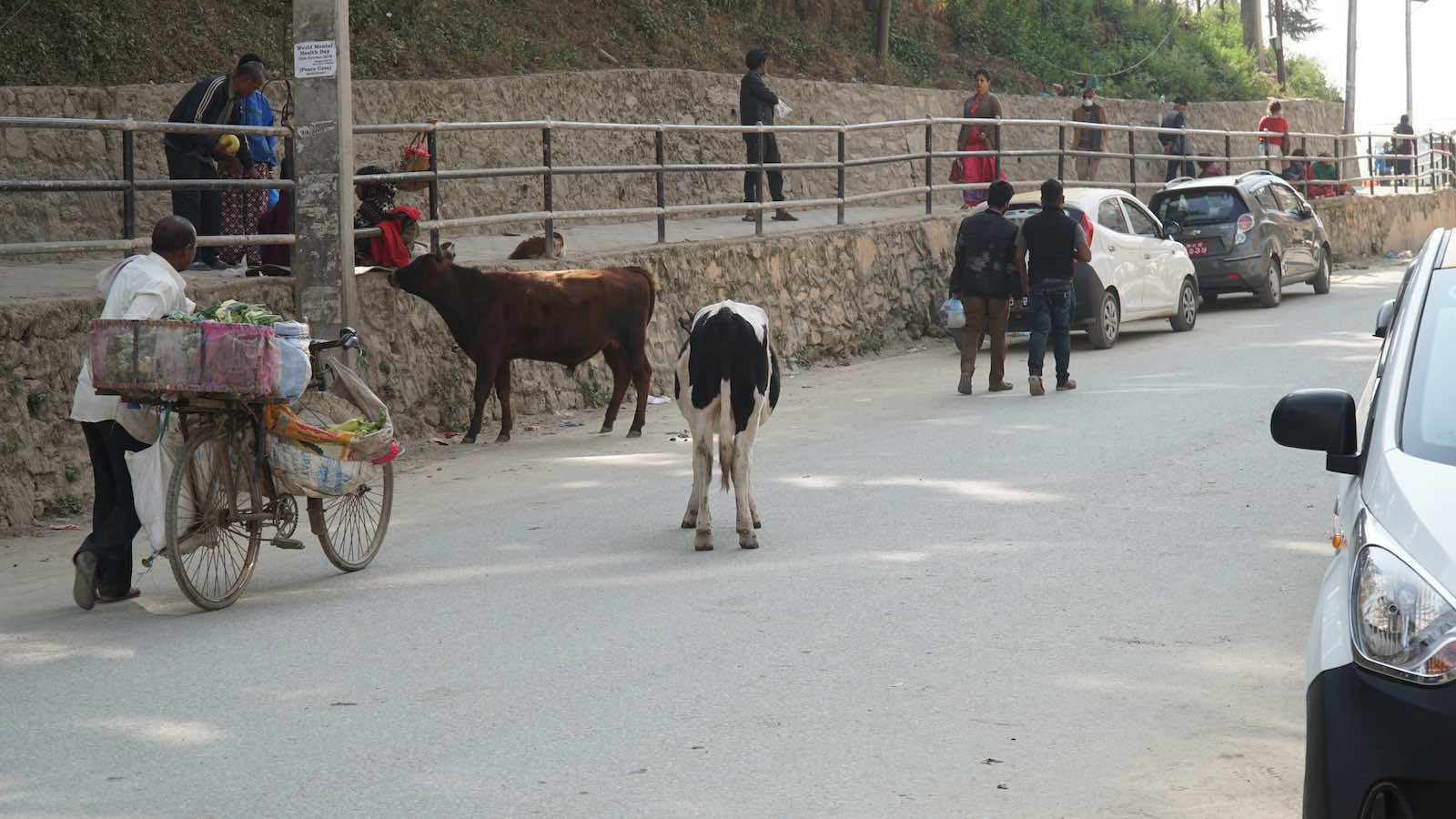 Street cows were also a common sight along the roads here.