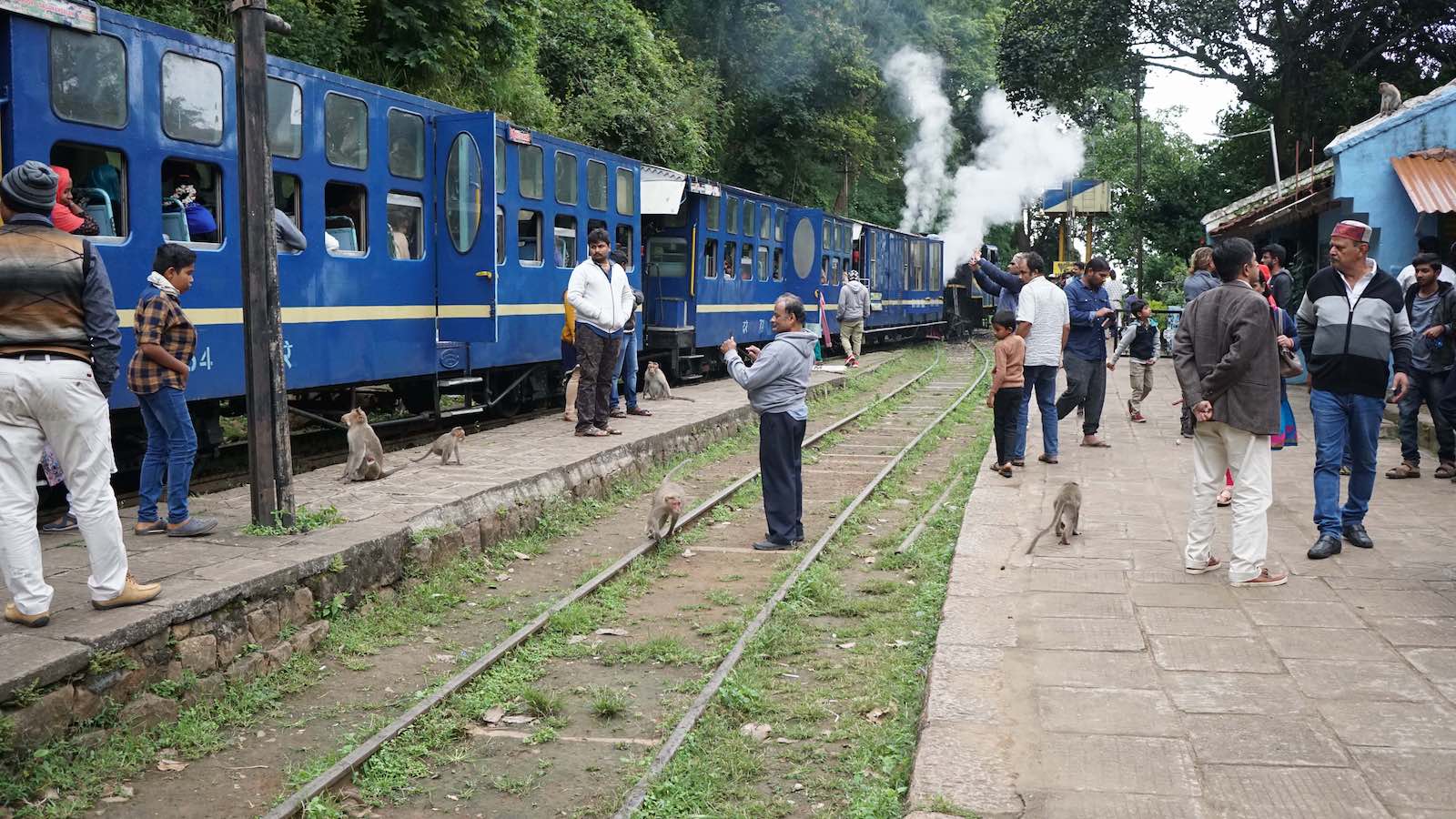We also made a couple pit stops and at each one a bunch of wild monkeys would come swarm the train station. They knew they could get free snacks that way.