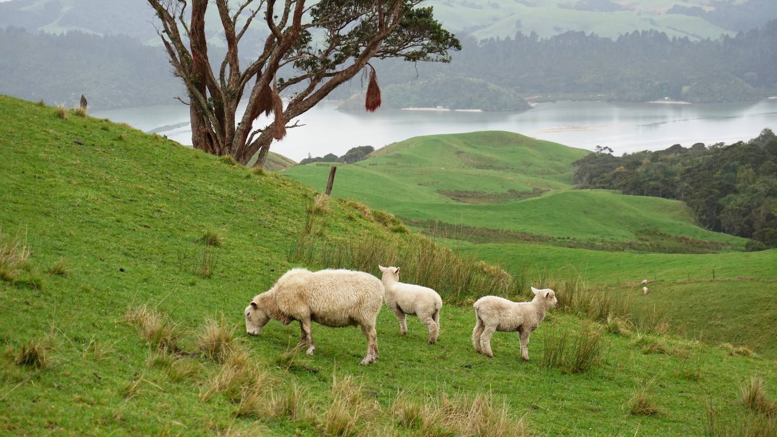 We were planning on doing a hike on Saturday but it was raining so we decided to explore some beaches and other spots on the peninsula first. We drove through rolling hills and passed a lot of sheep
