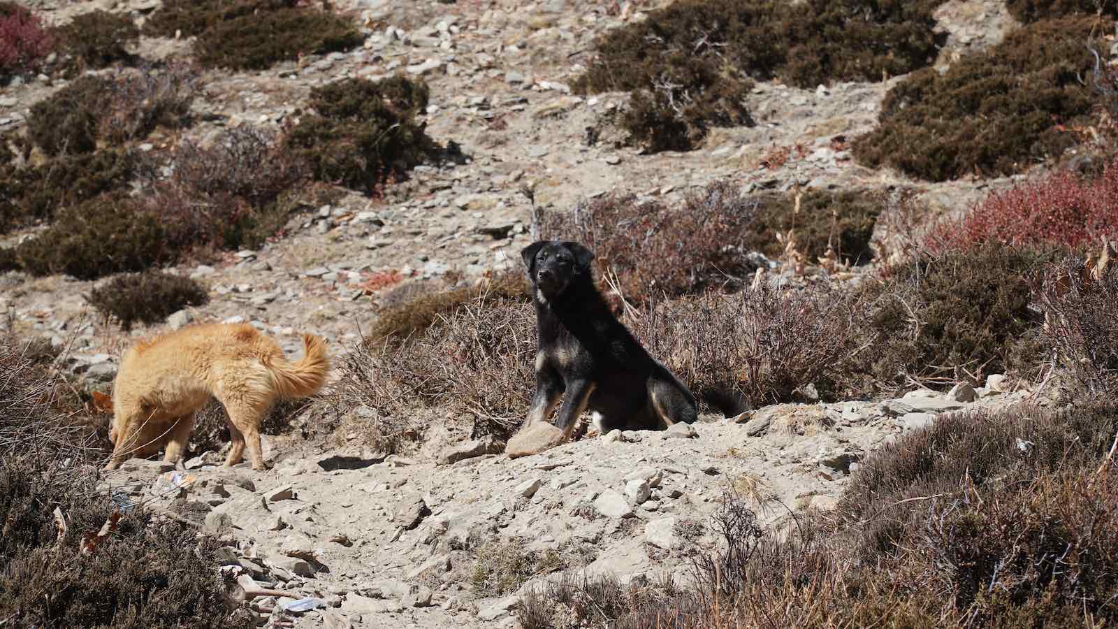 On my way down this dog followed me for about 20 minutes. I like to think that he saw me going really slow and limping, and wanted to make sure I got down okay