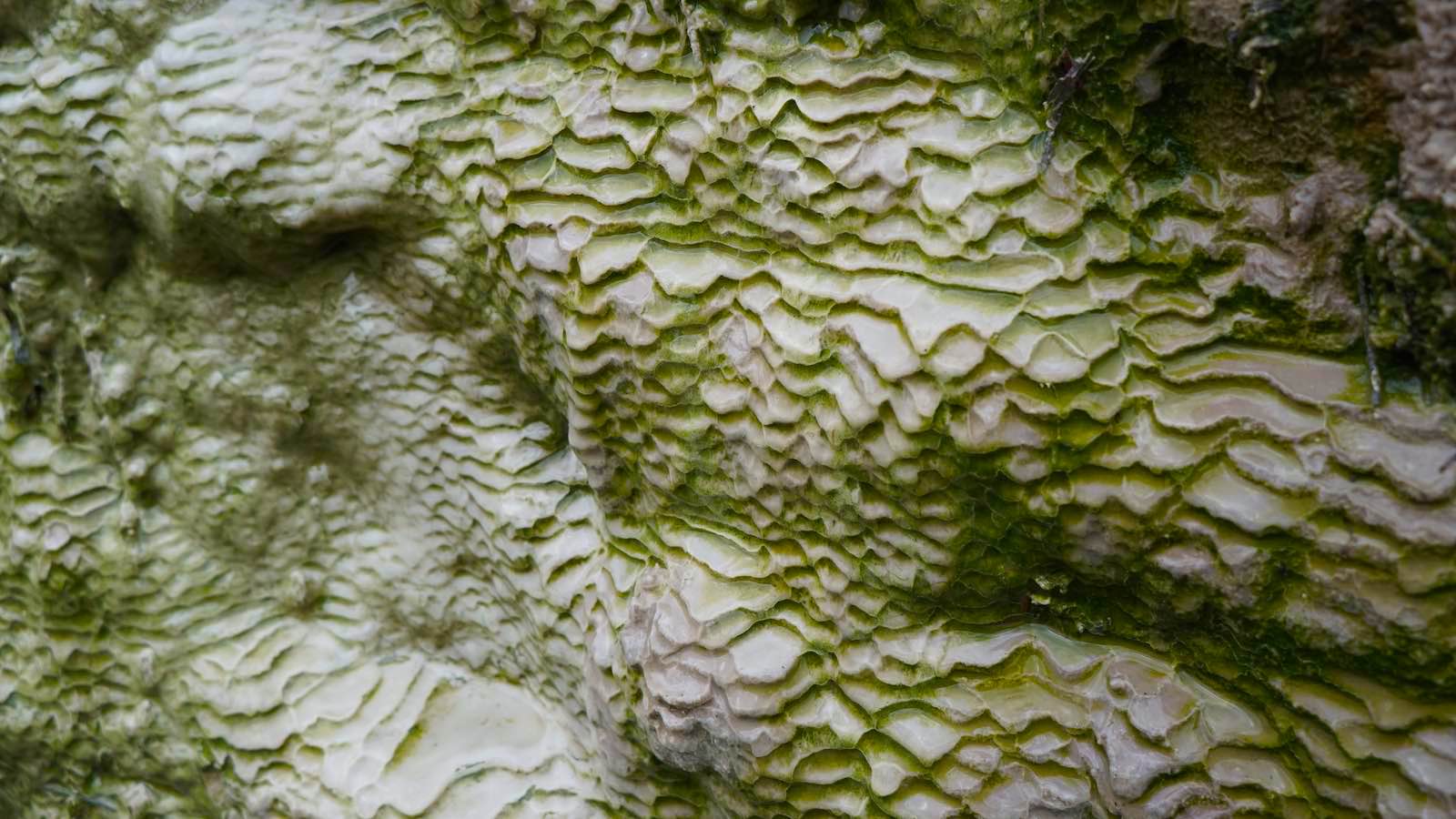 Some of the rocks had this really interesting texture, it was like reptile skin. Probably formed from some kind of water erosion with mineral deposits?