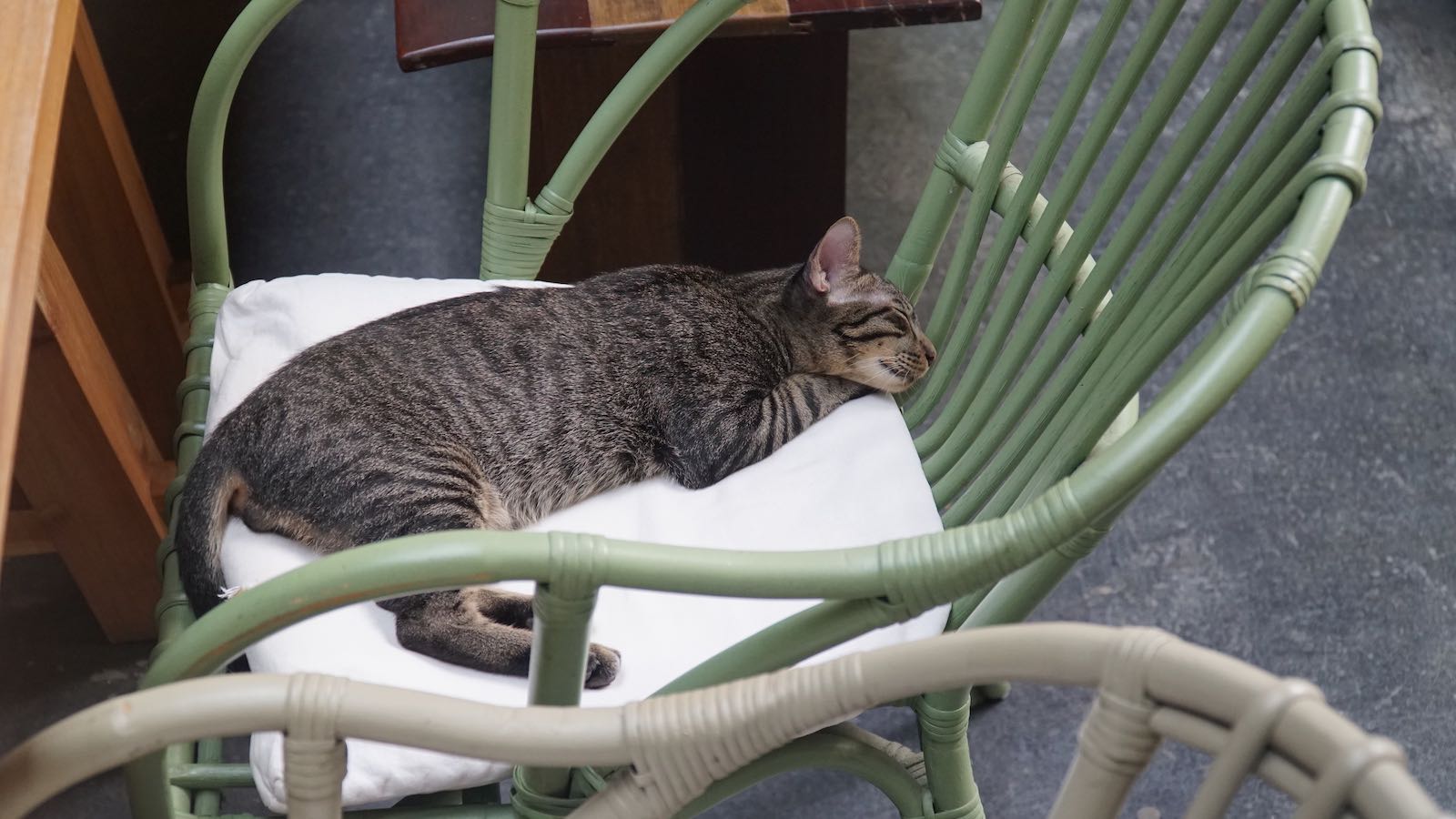 No software engineers or entrepreneurs but there was a cat! She would sleep on the chair next to me in the kitchen when I sat there to work on my laptop.