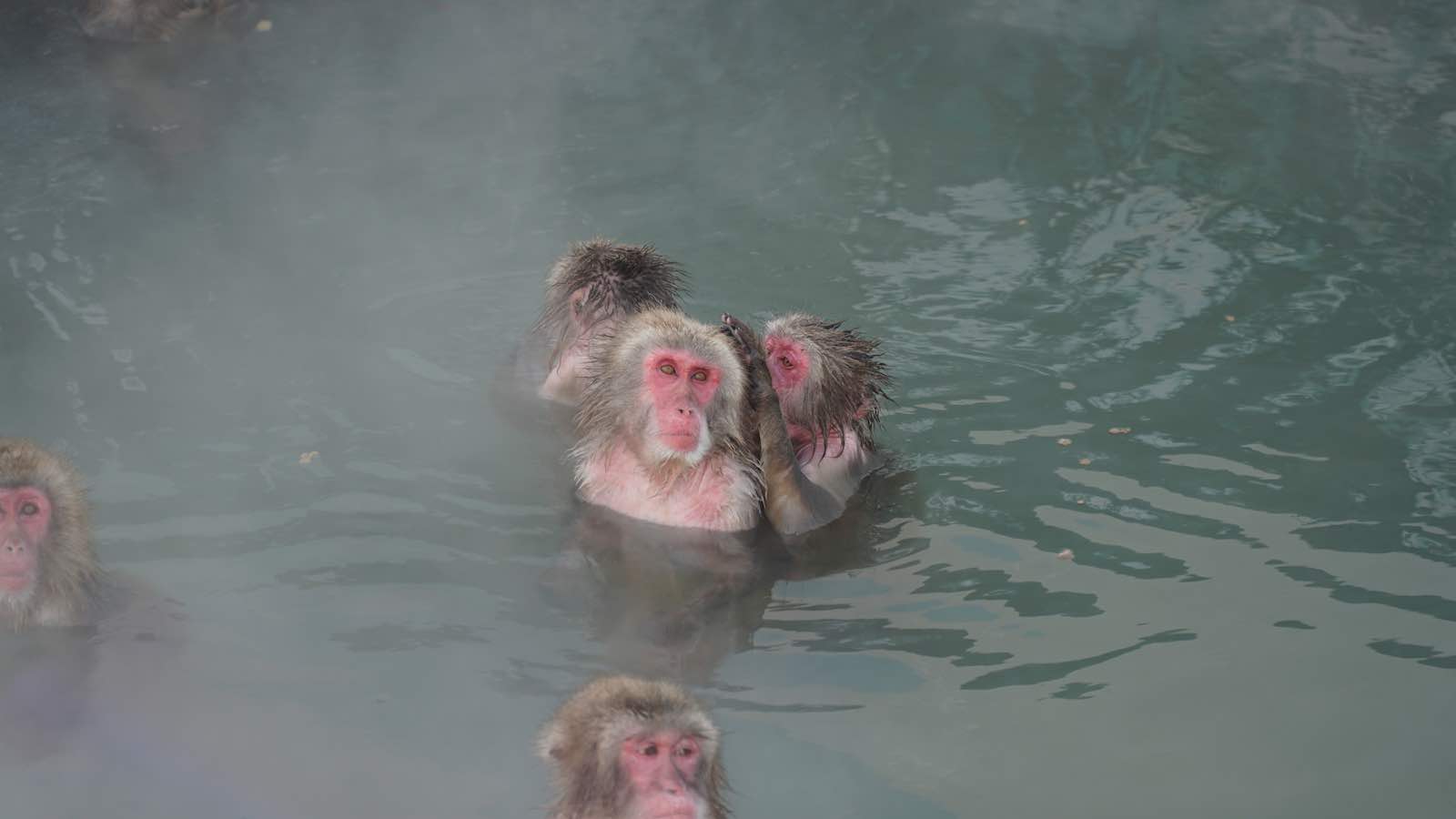 There was a hot spring in the city with snow monkeys so I went to check that out. It was a lot of fun watching the monkeys, they had the most human looking expressions which was really cute but also slightly jarring.