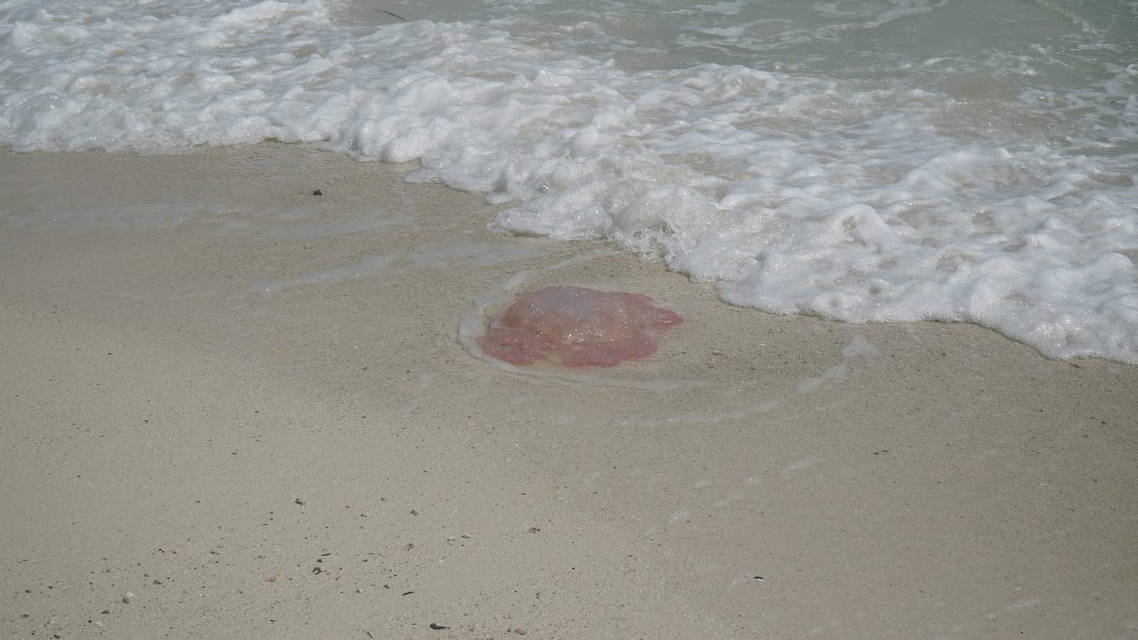 Walked along the little beach on the island and found some beached jellyfish and poked at them with a stick.