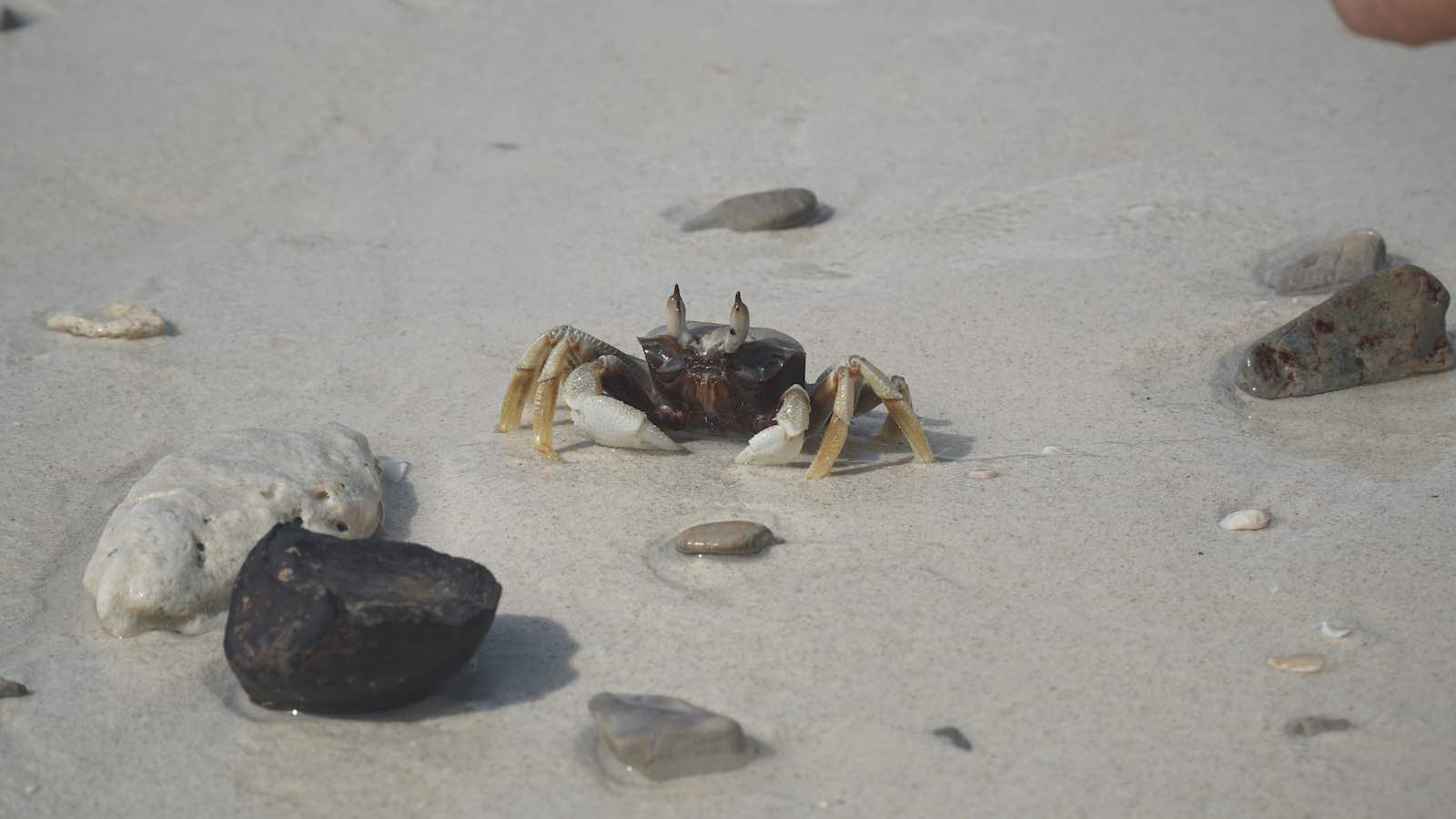 Found some cute crabs too. In the end getting stuck on this island actually turned out to be one of my favorite and most memorable days in Thailand.