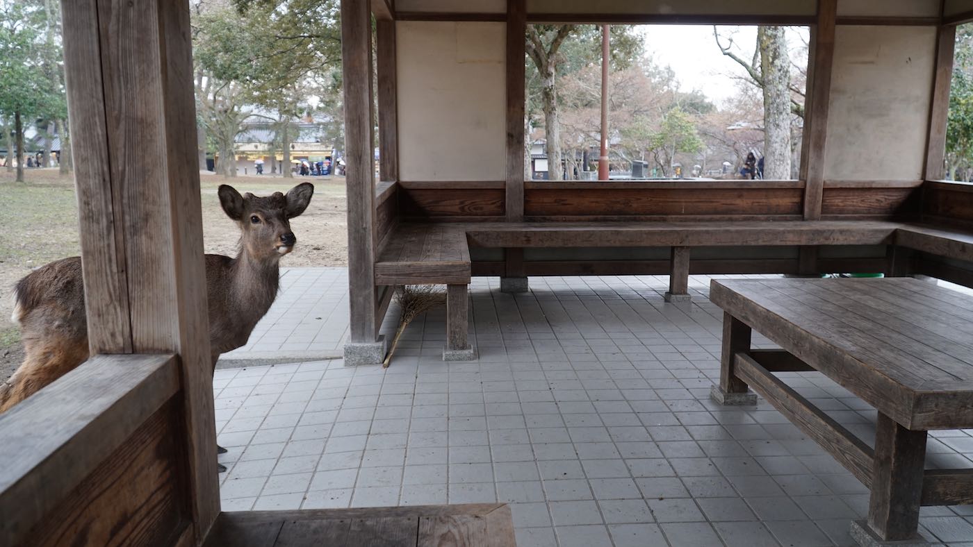 Found a gazebo to sit under and eat my musubi for lunch. This guy was eyeing my food the entire time.