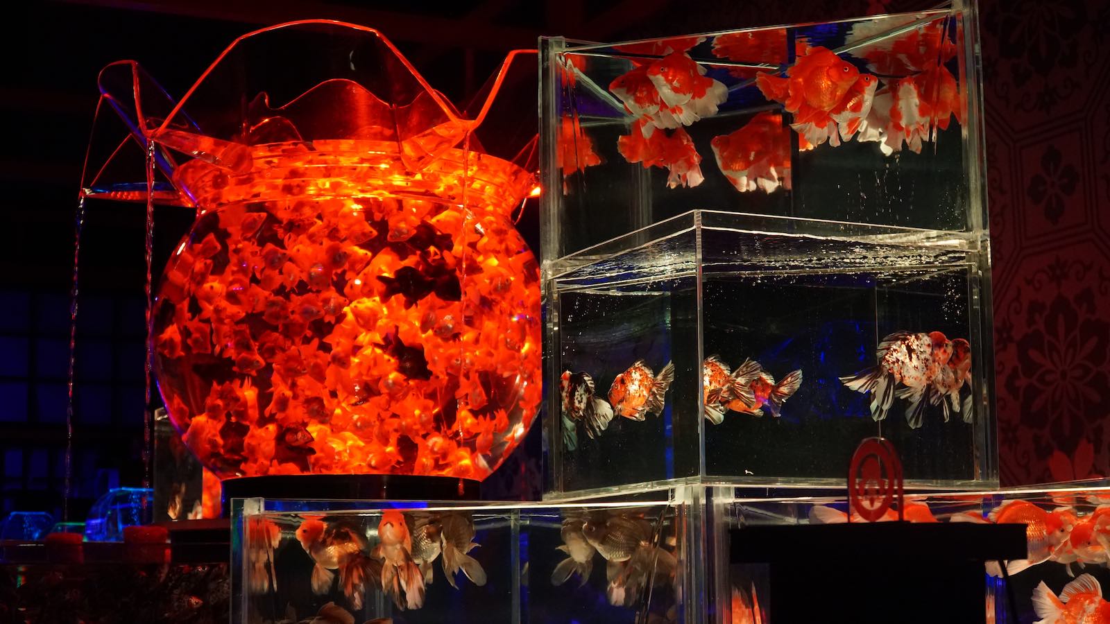 Somebody I met in Shanghai told me about an eccentric goldfish exhibit on the top floor of one of the highest buildings in Shanghai. Of course I went to check it out. It was definitely eccentric, imagine a fancy nightclub full of tanks of weirdly bred goldfish.