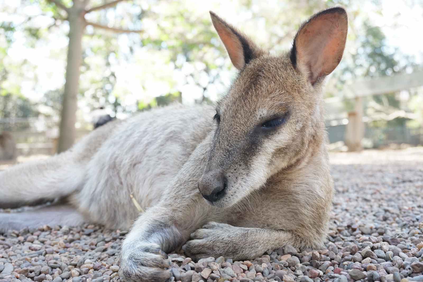 Made friends with this suave wallaby, and spent a good 20 minutes petting him. I think these are my new favorite animals now.